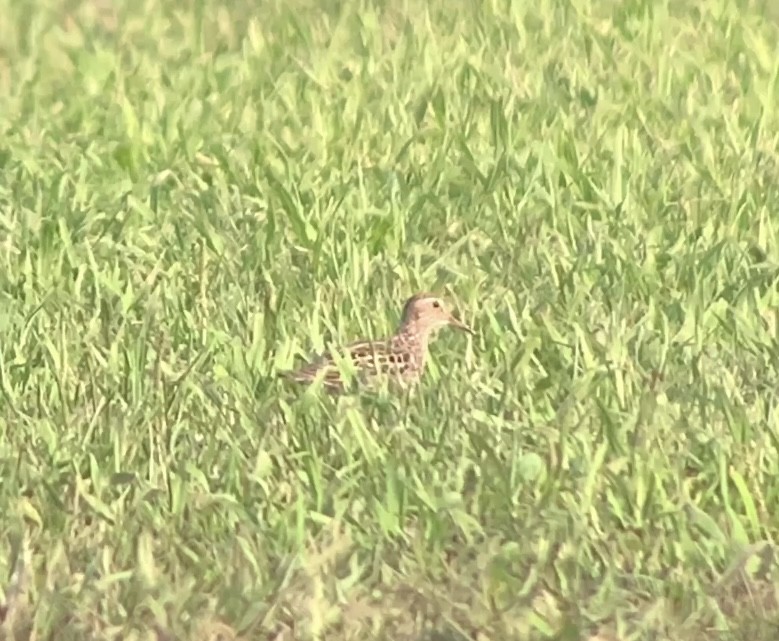 Pectoral Sandpiper - ML622976629