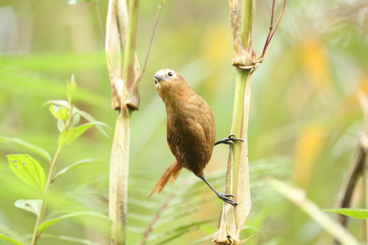 Peruvian Wren - ML622976631