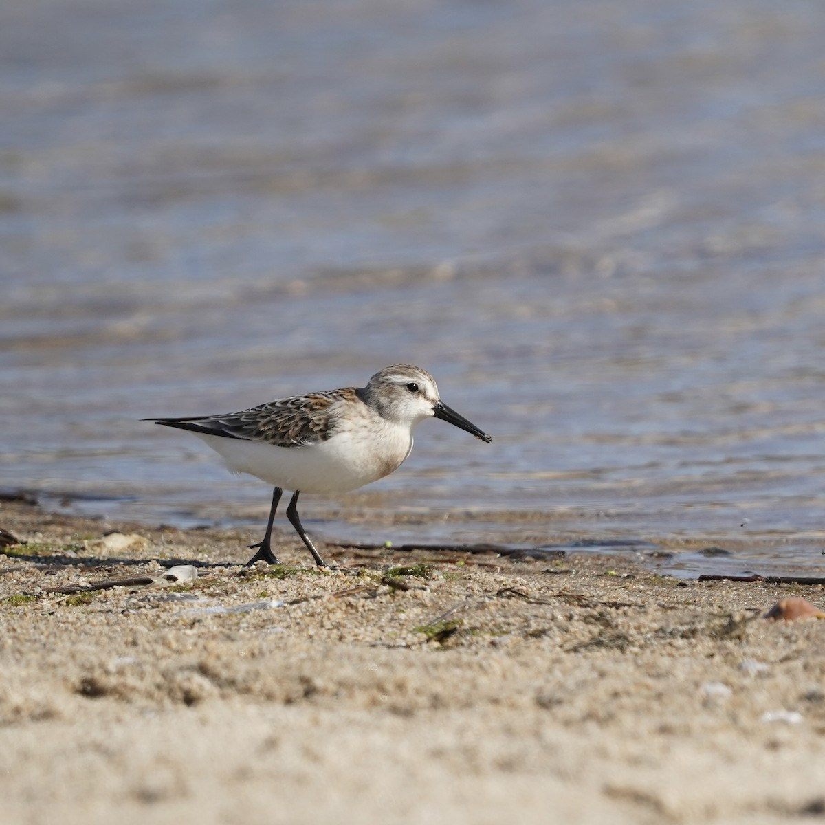 Western Sandpiper - Simon Thornhill