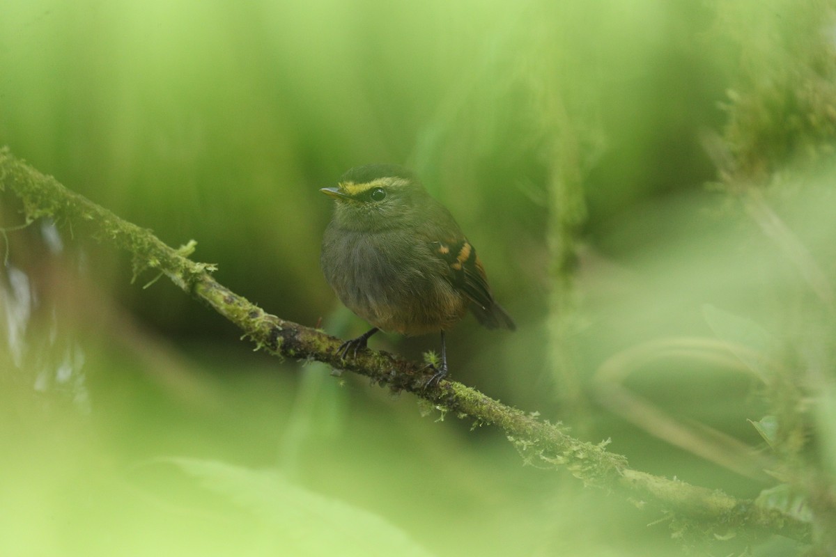 Golden-browed Chat-Tyrant - ML622976657