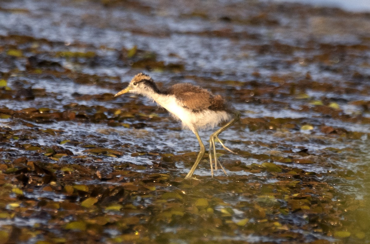 ostnák jihoamerický [skupina jacana] - ML622976670