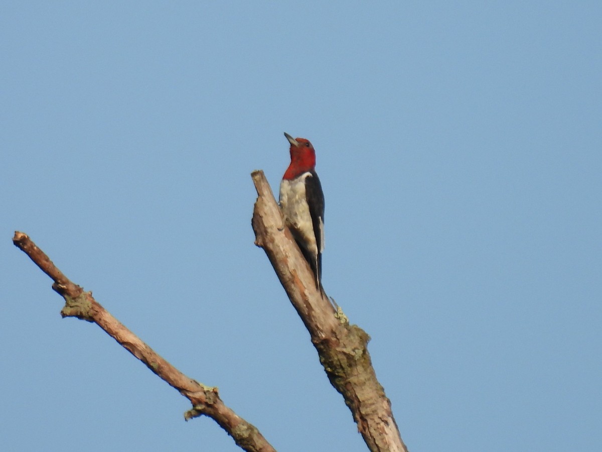 Red-headed Woodpecker - ML622976690