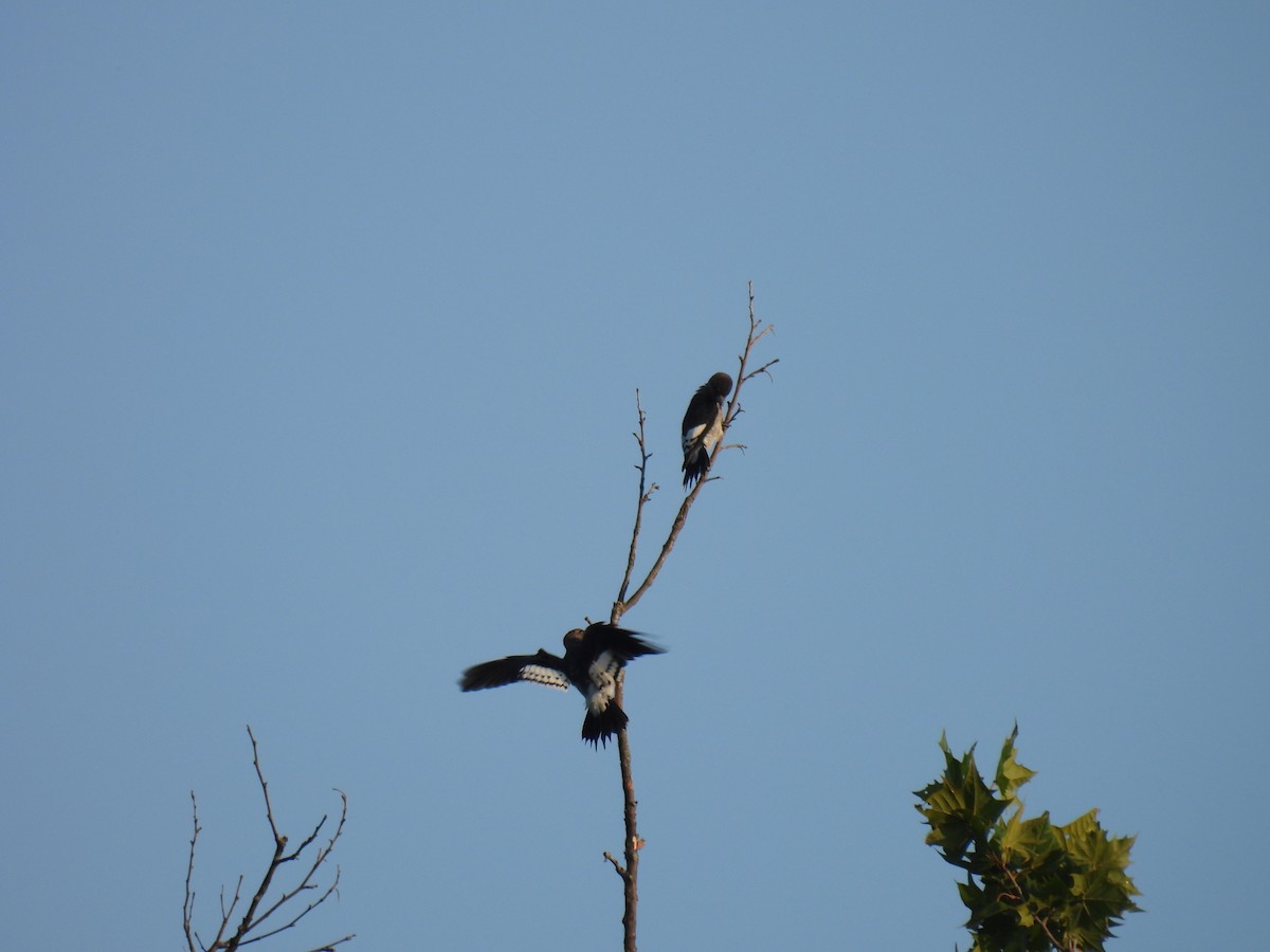 Red-headed Woodpecker - ML622976691