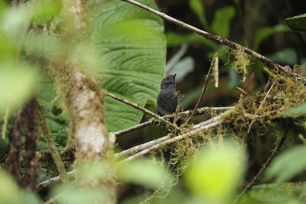 Tschudi's Tapaculo - ML622976735