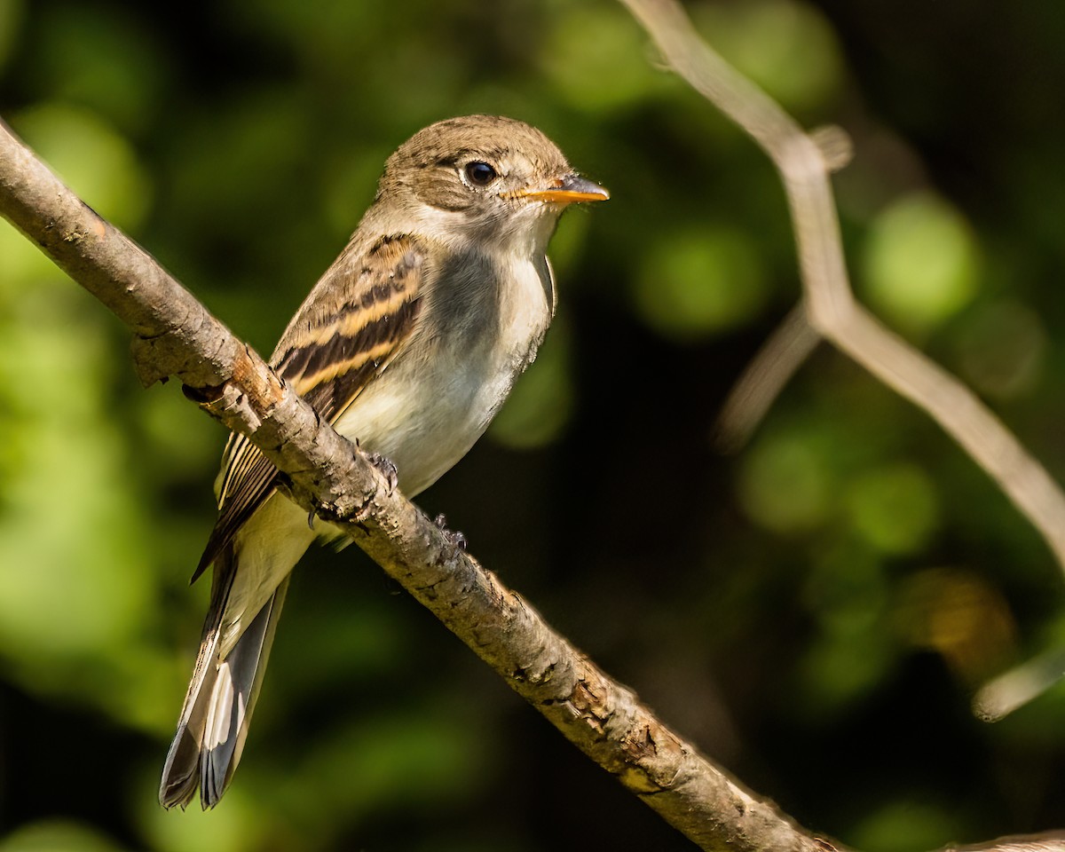 Alder Flycatcher - ML622976810