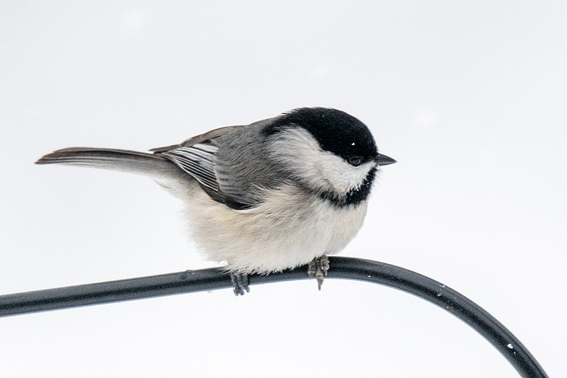 Carolina Chickadee - ML622976837