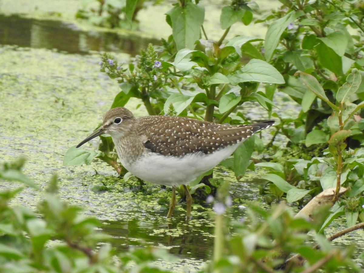 Solitary Sandpiper - ML622976858