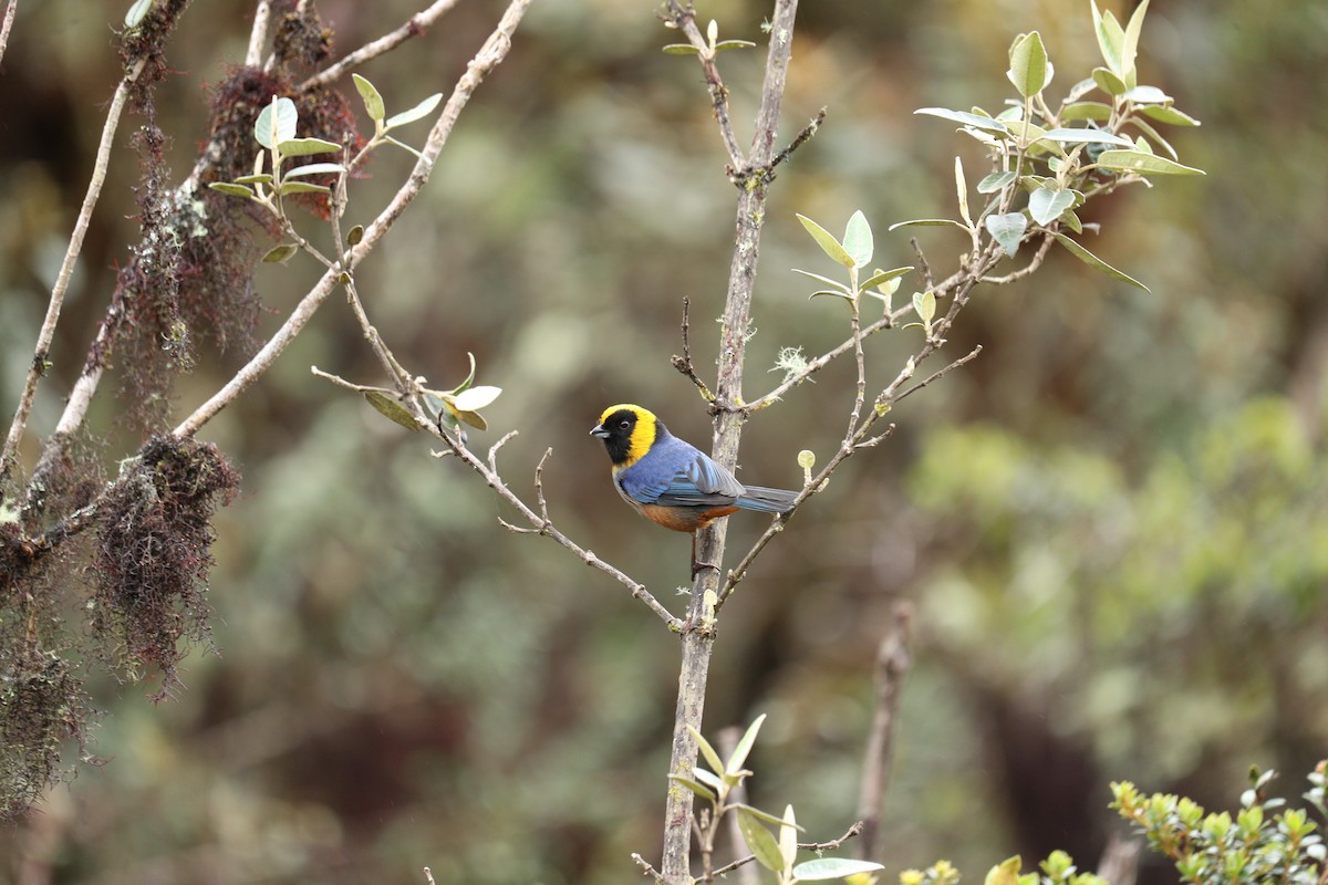 Golden-collared Tanager - ML622976933