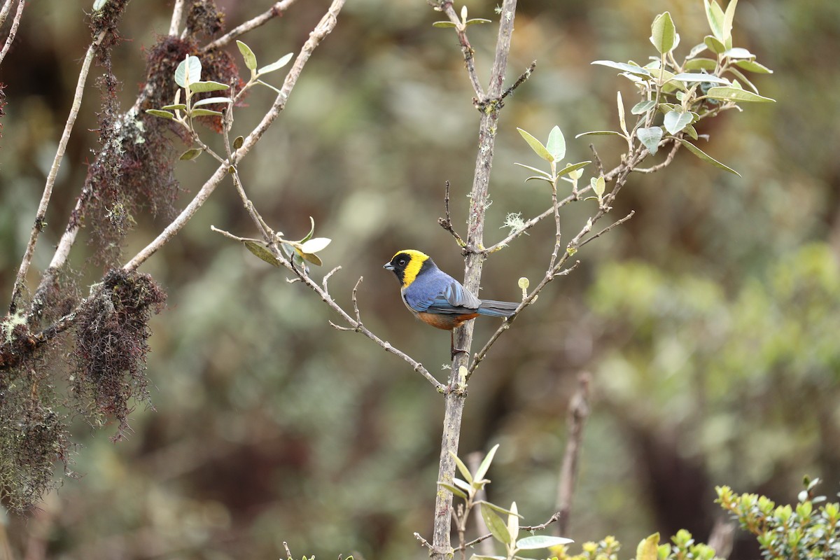 Golden-collared Tanager - ML622976936