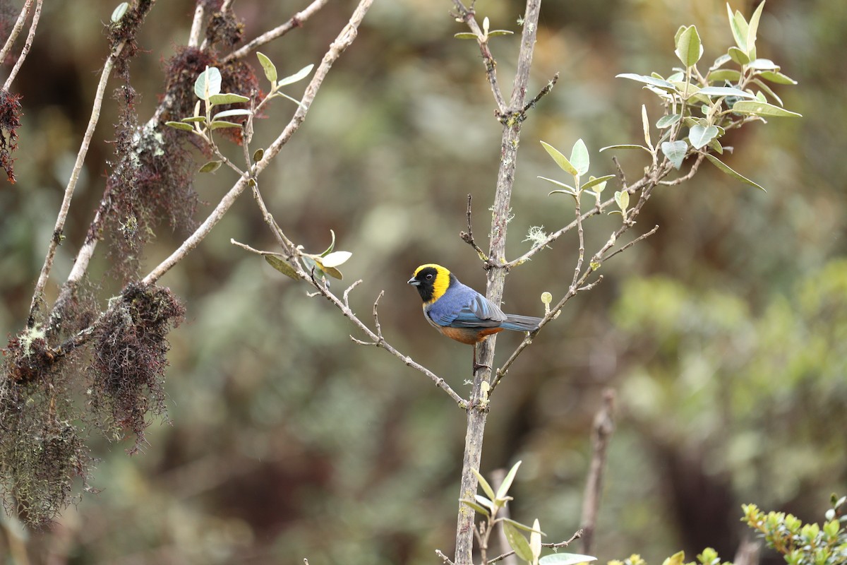 Golden-collared Tanager - ML622976937