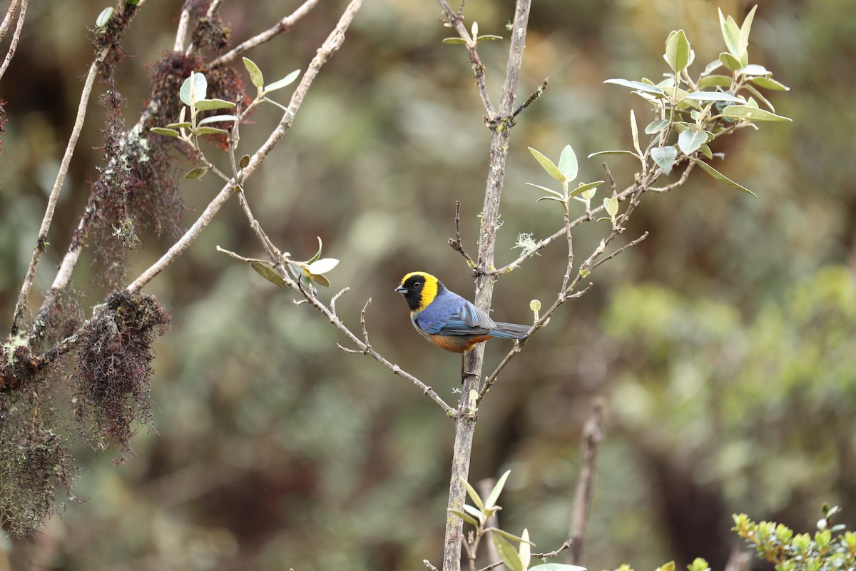 Golden-collared Tanager - ML622976938