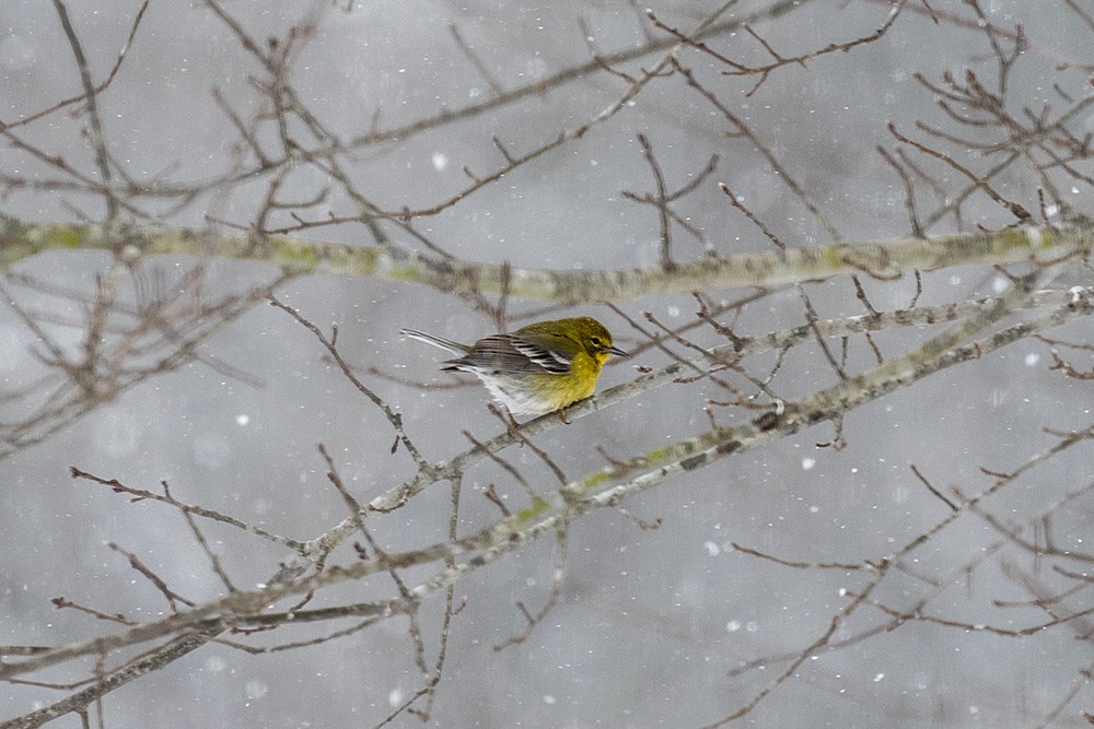 Pine Warbler - ML622976978