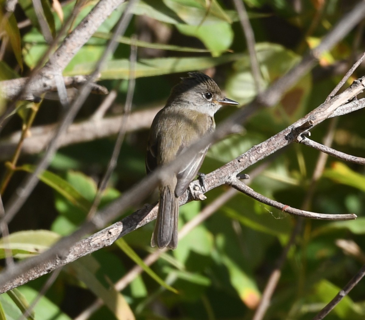 Willow Flycatcher - ML622977046