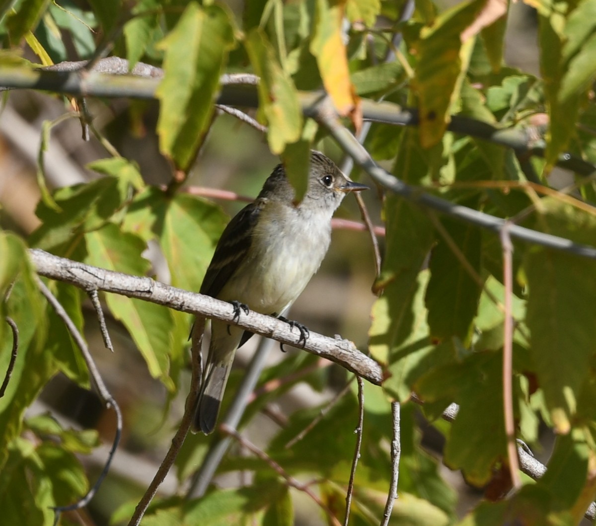 Willow Flycatcher - ML622977050