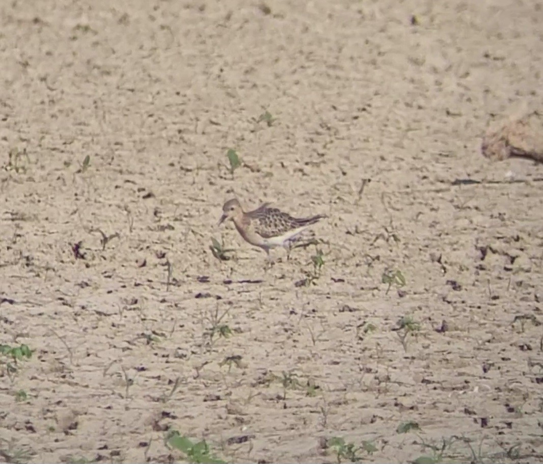 Buff-breasted Sandpiper - ML622977092