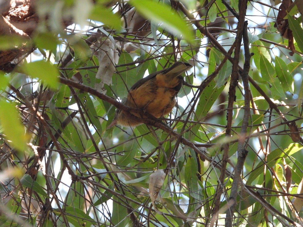 Rufous Shrikethrush - ML622977105