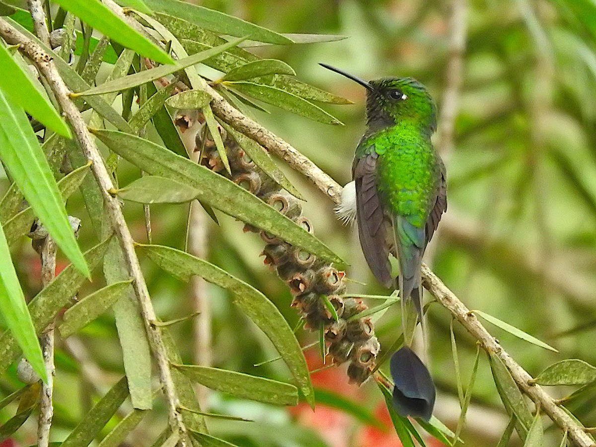 White-booted Racket-tail - ML622977155