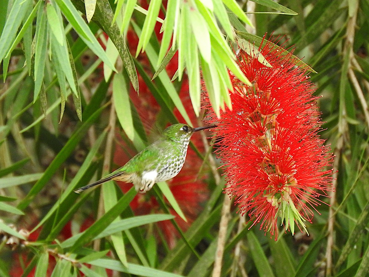 Colibrí de Raquetas Faldiblanco - ML622977158