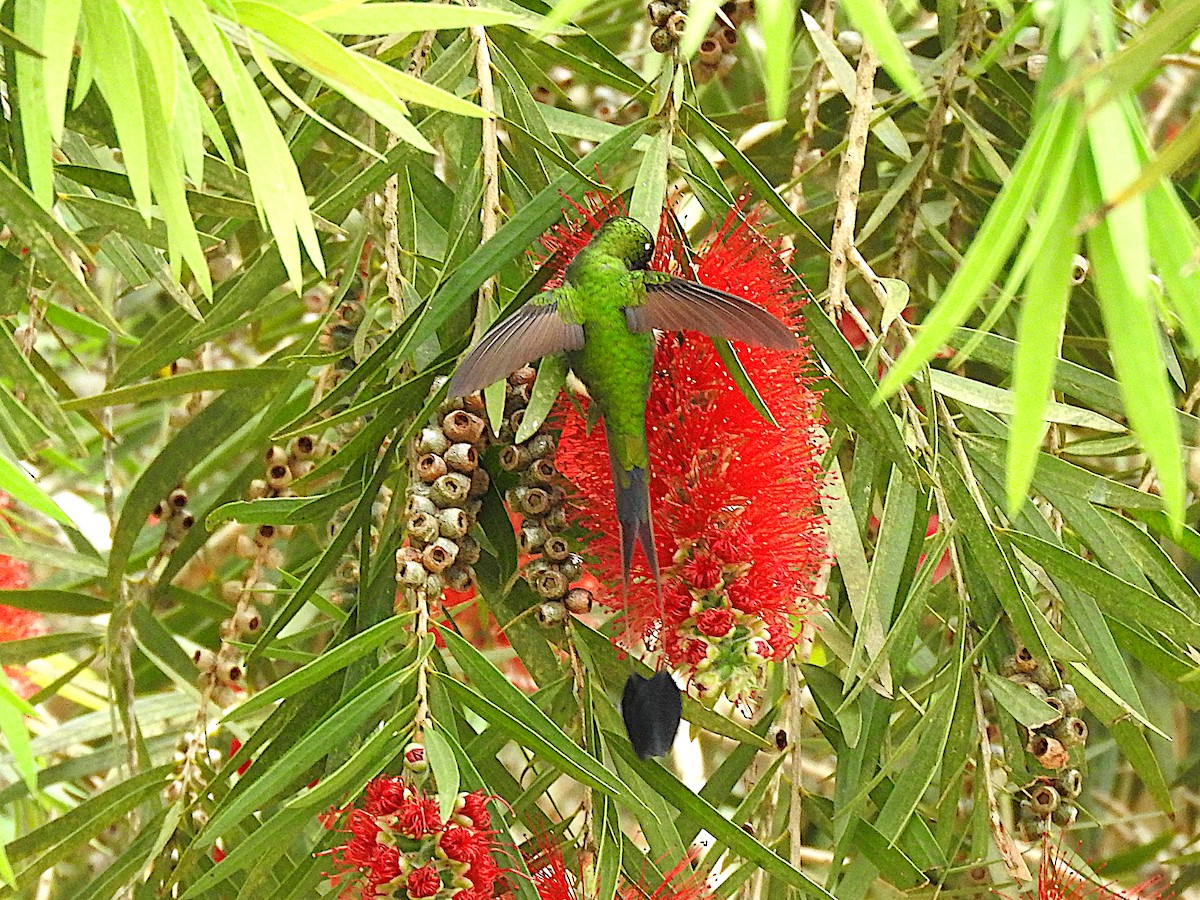 Colibrí de Raquetas Faldiblanco - ML622977159