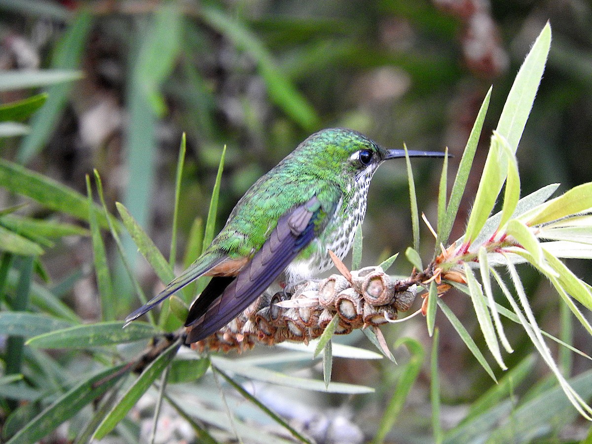 White-booted Racket-tail - ML622977162
