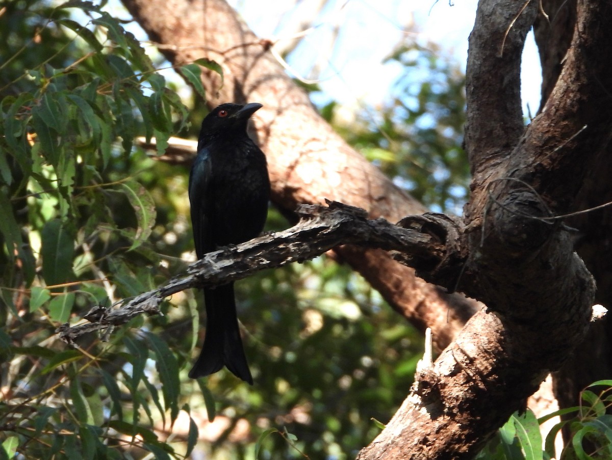 brokadedrongo - ML622977166