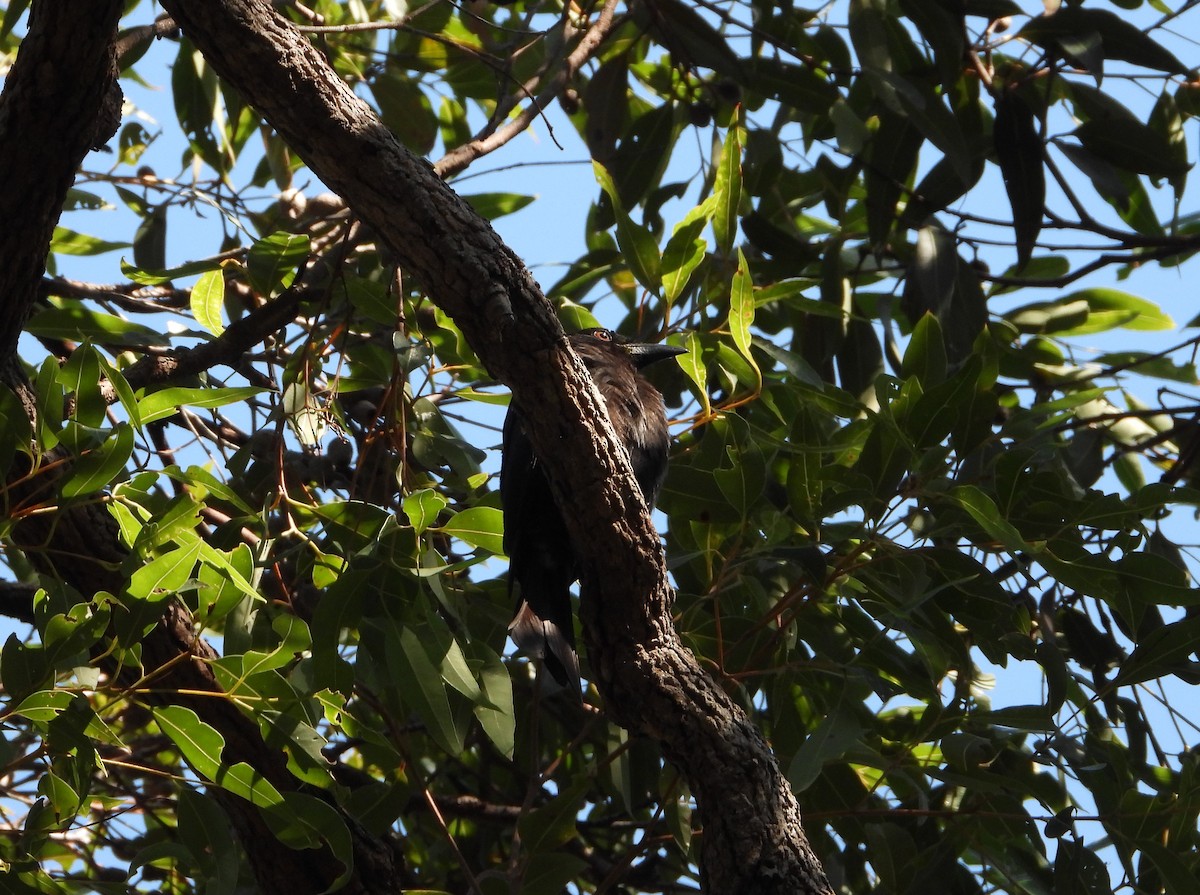brokadedrongo - ML622977167