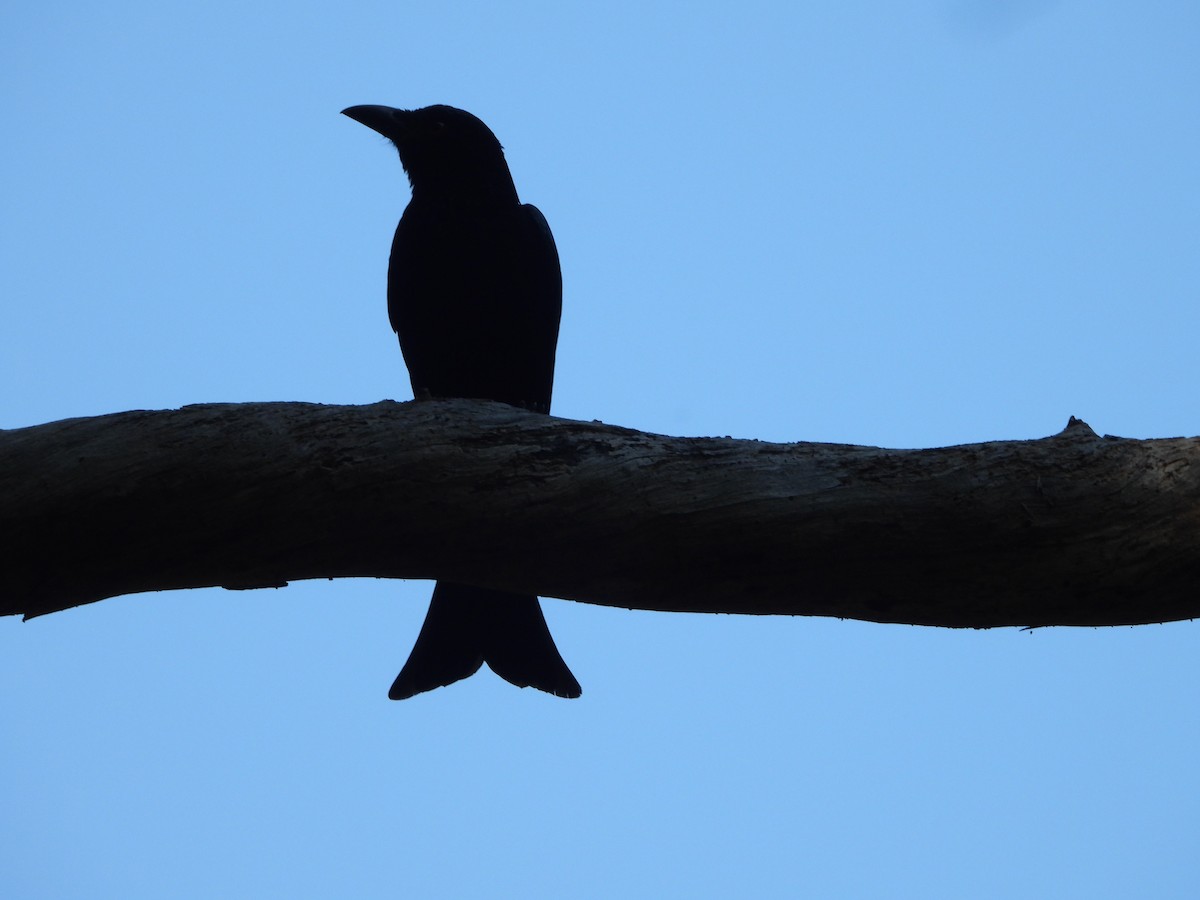 Spangled Drongo - David Flumm