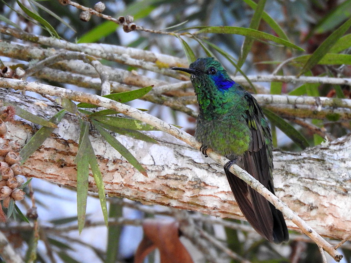 Colibrí Oreja Violeta Menor - ML622977219