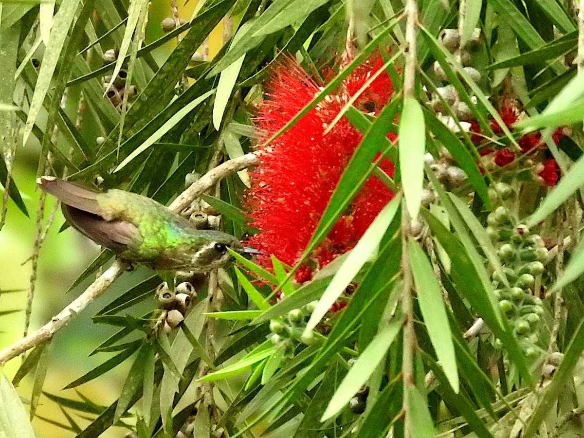 Colibrí Jaspeado - ML622977246