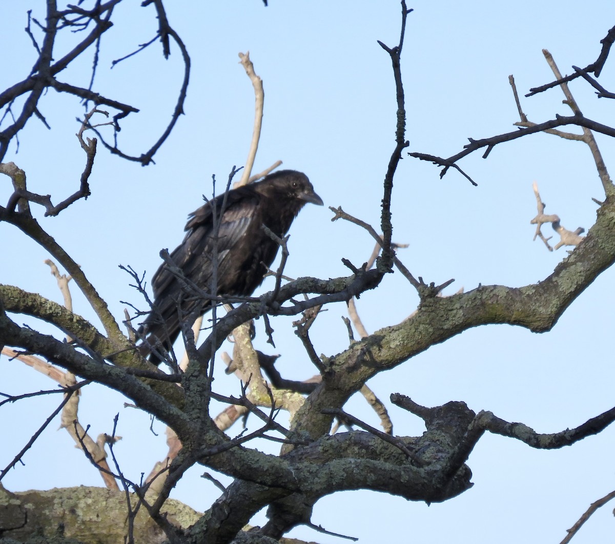 Common Raven - ML622977333