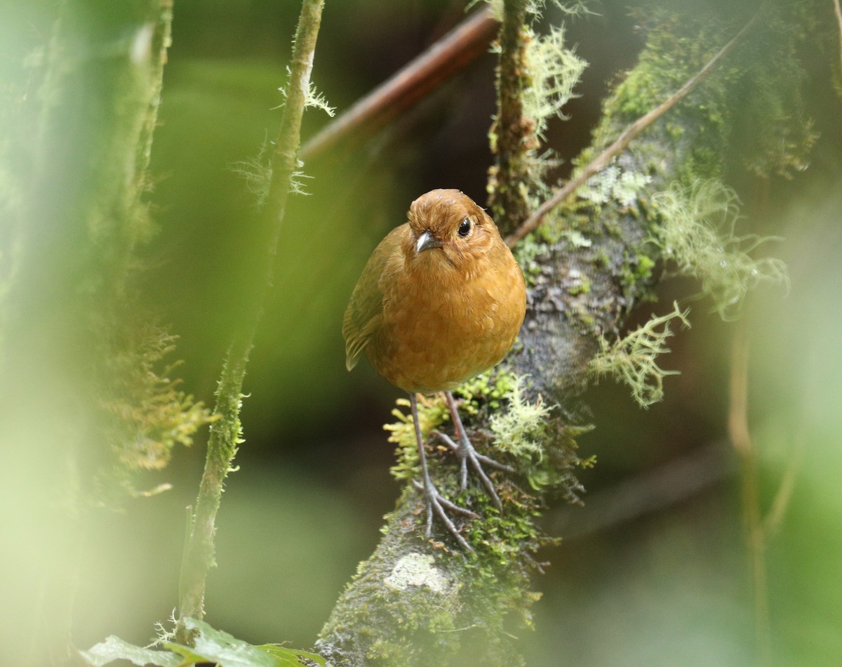 Panao Antpitta - Marcelo Quipo