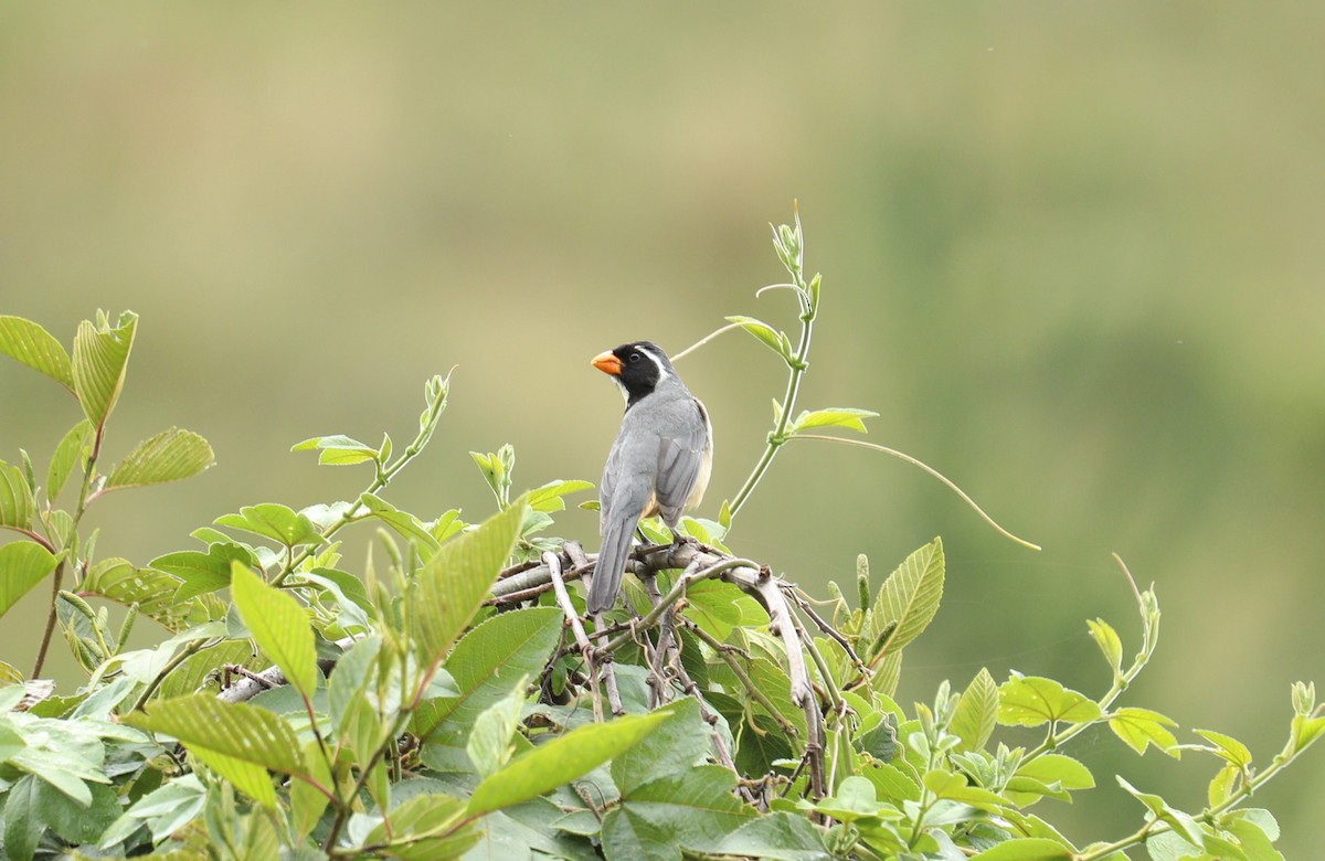 Golden-billed Saltator - ML622977544