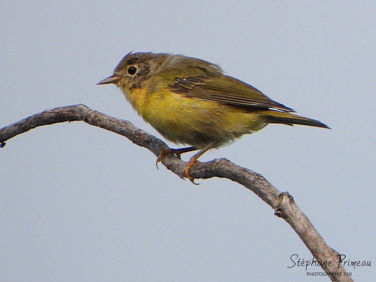 Nashville Warbler - Stéphane Primeau