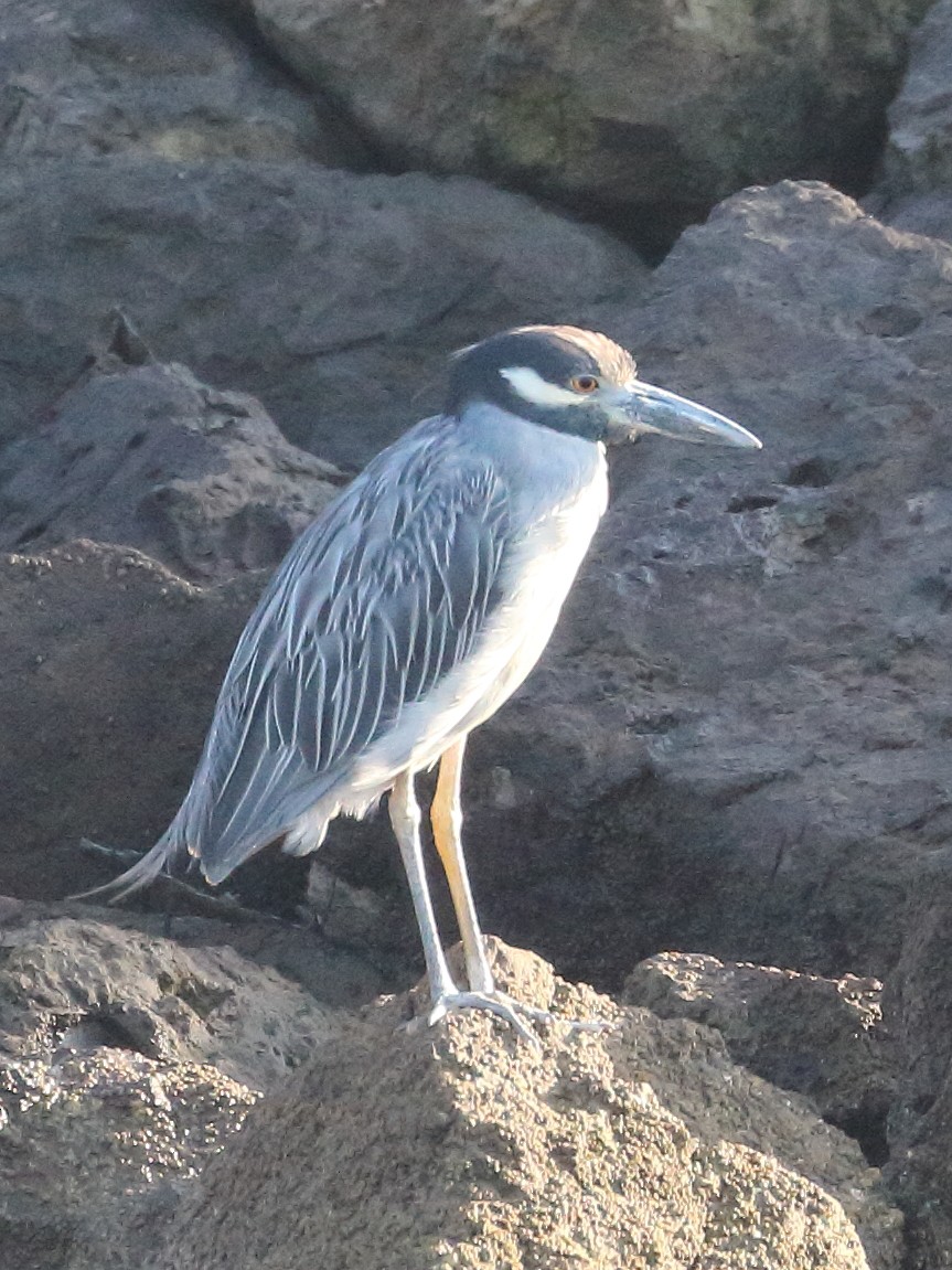 Yellow-crowned Night Heron - ML622977581