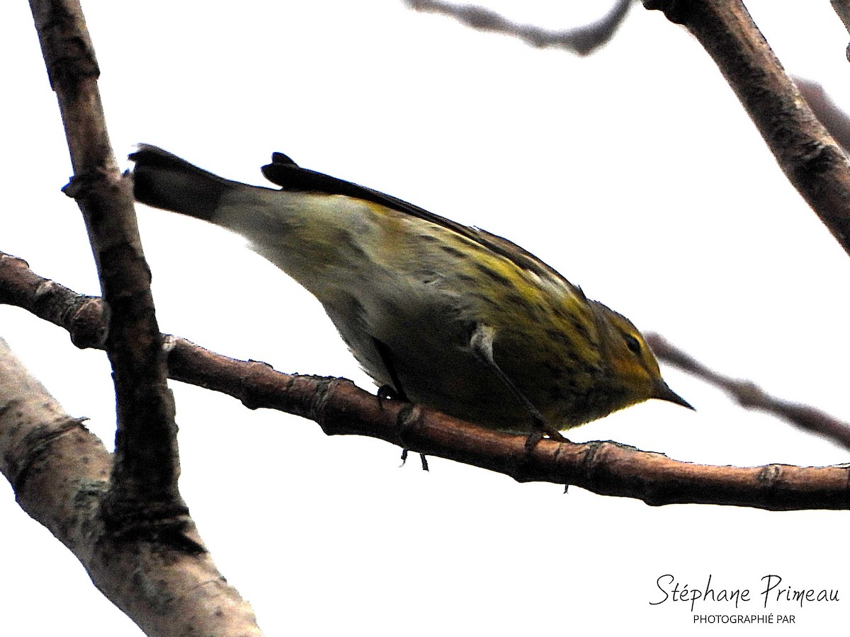 Cape May Warbler - ML622977593