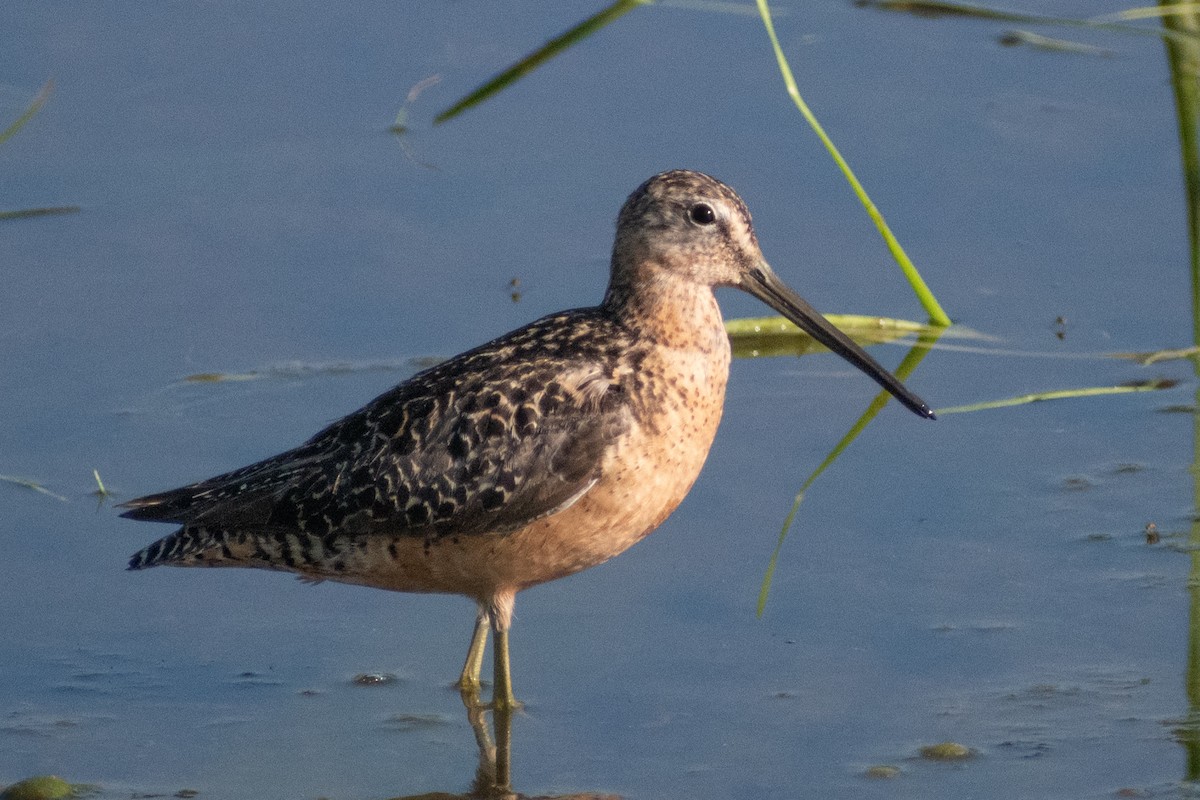 Long-billed Dowitcher - Eric Konkol