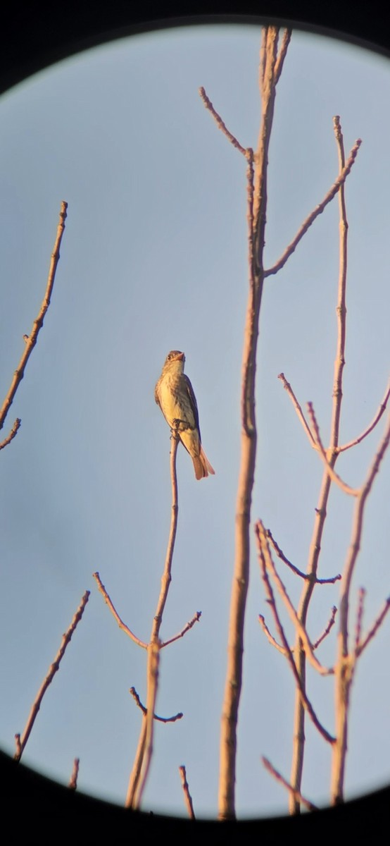 Olive-sided Flycatcher - ML622977714