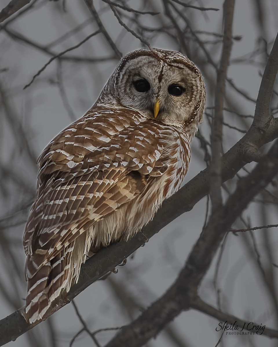 Barred Owl - ML622977728