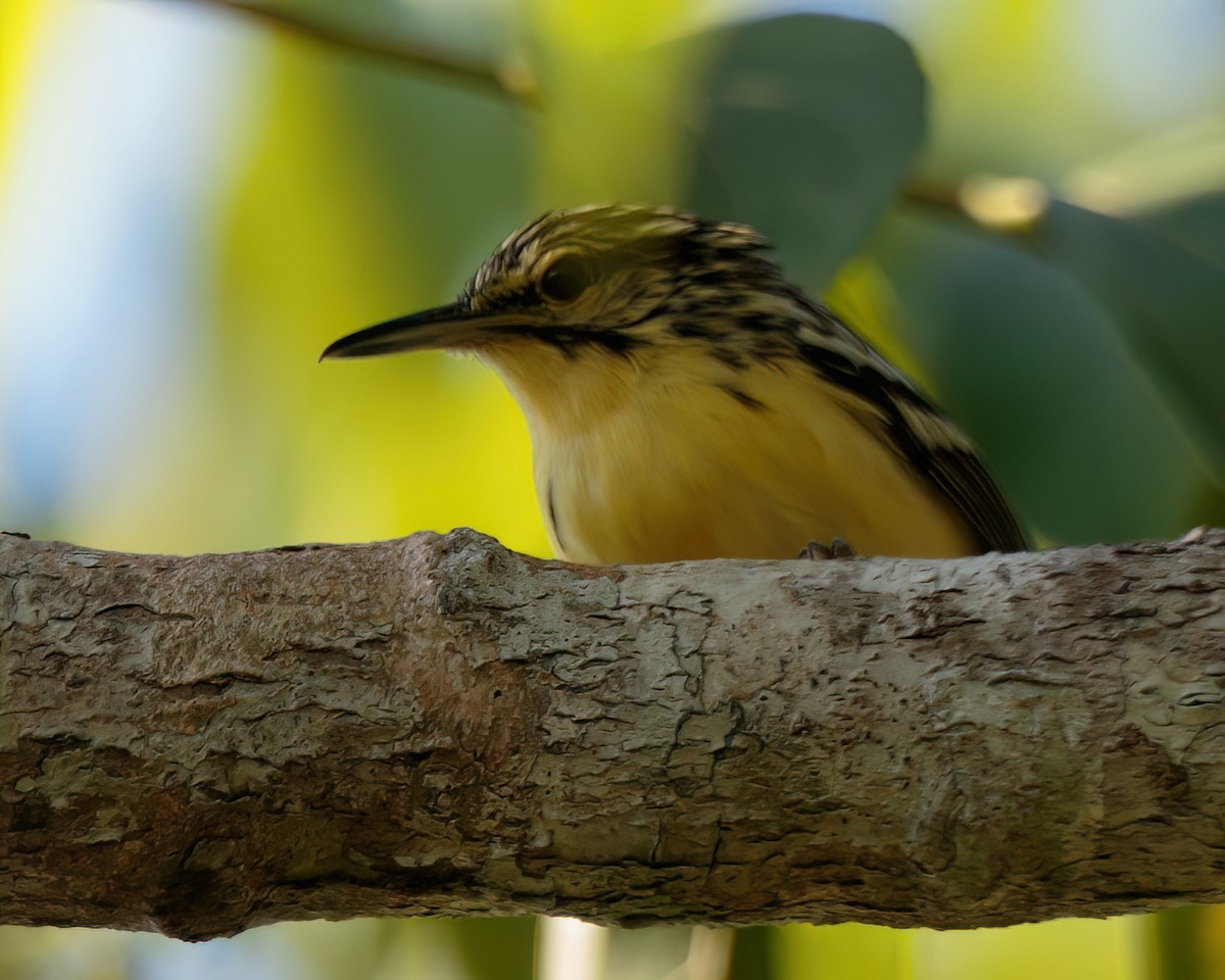 Sclater's Antwren - ML622977733