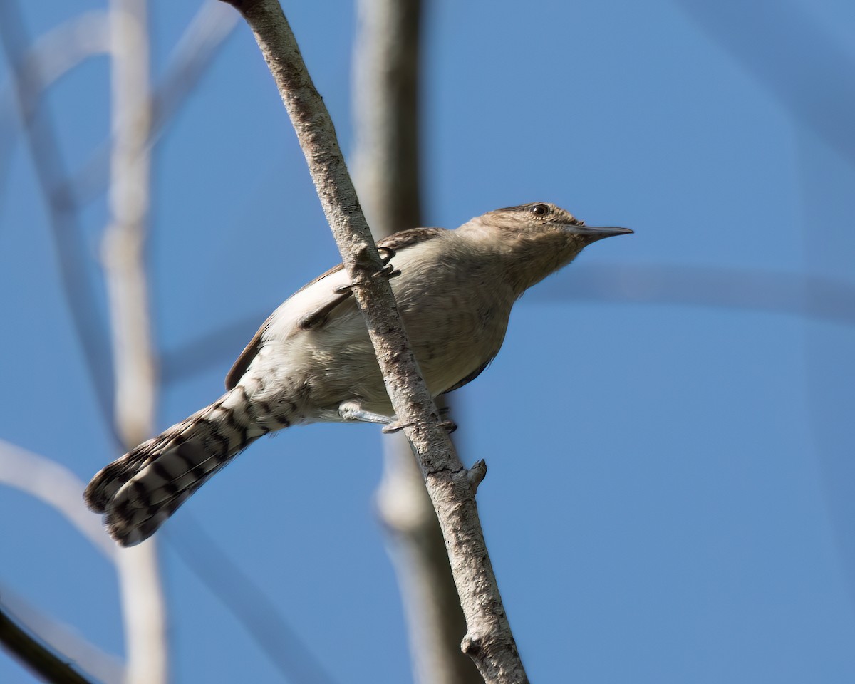 Tooth-billed Wren - ML622977744