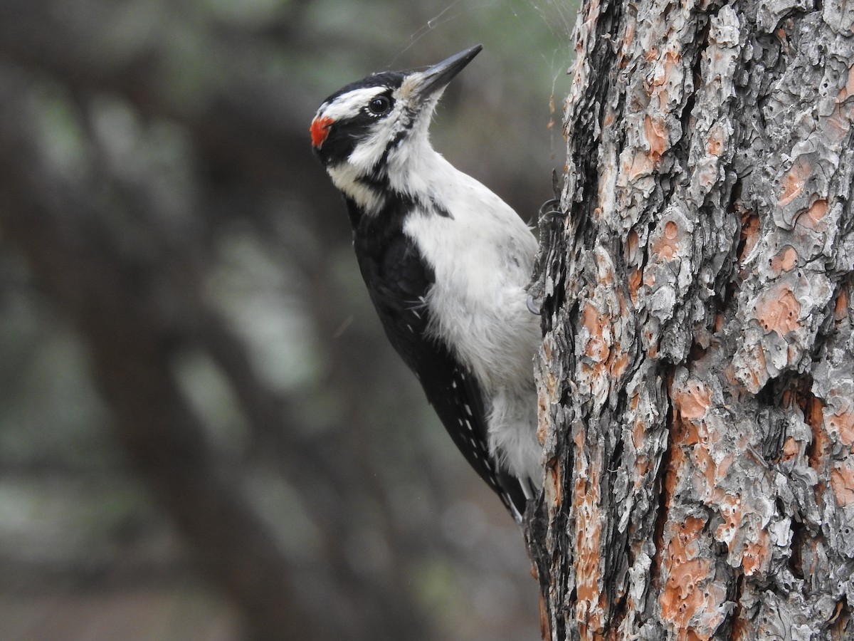 Hairy Woodpecker (Rocky Mts.) - ML622977768