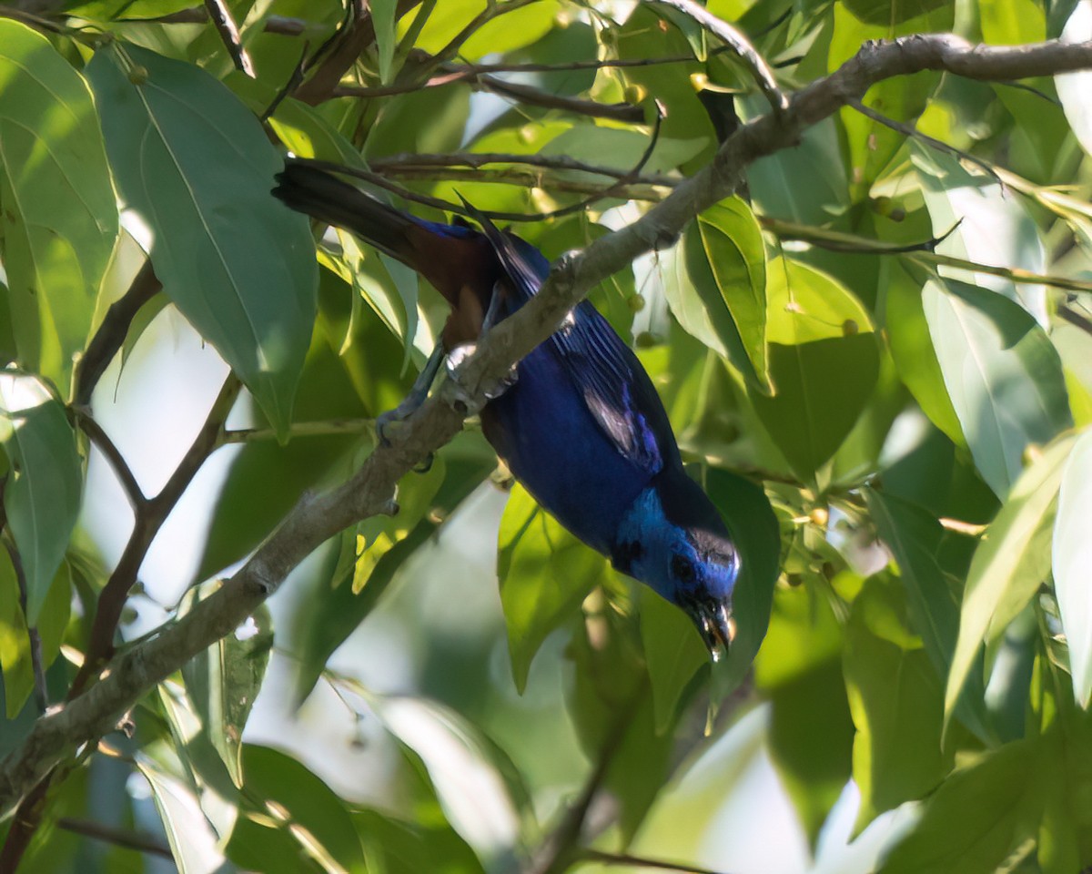 Opal-rumped Tanager - ML622977771