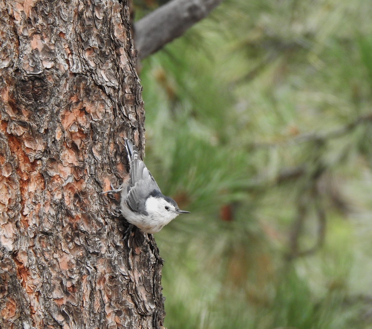 White-breasted Nuthatch (Interior West) - ML622977782