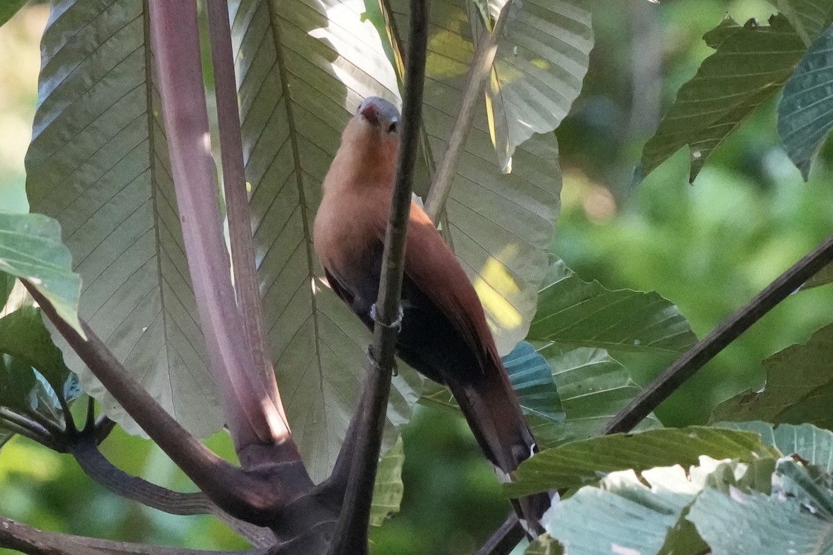 Black-bellied Cuckoo - ML622977784