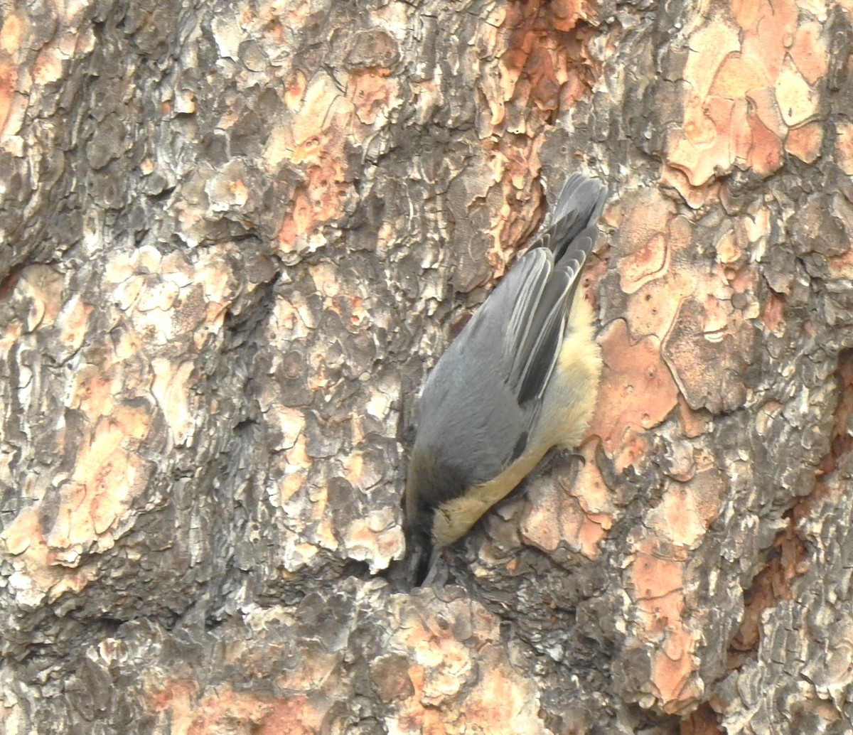 Pygmy Nuthatch - ML622977792