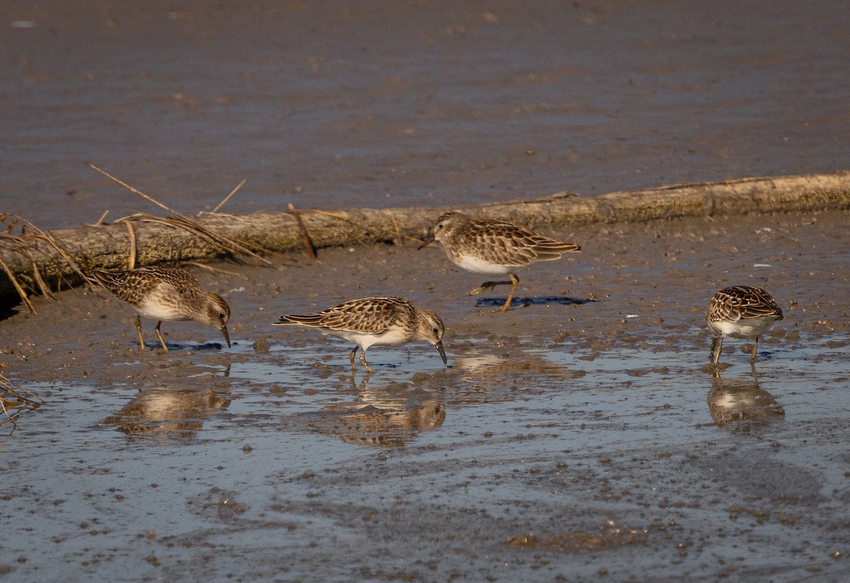 Least Sandpiper - ML622977794