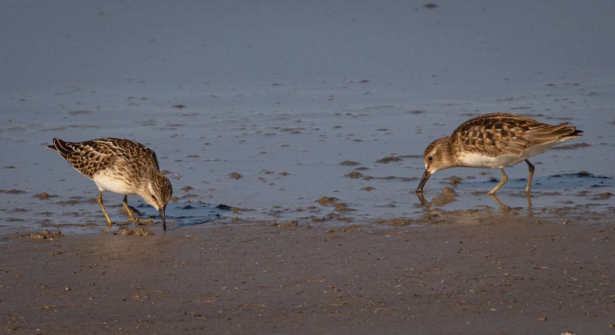 Least Sandpiper - ML622977800