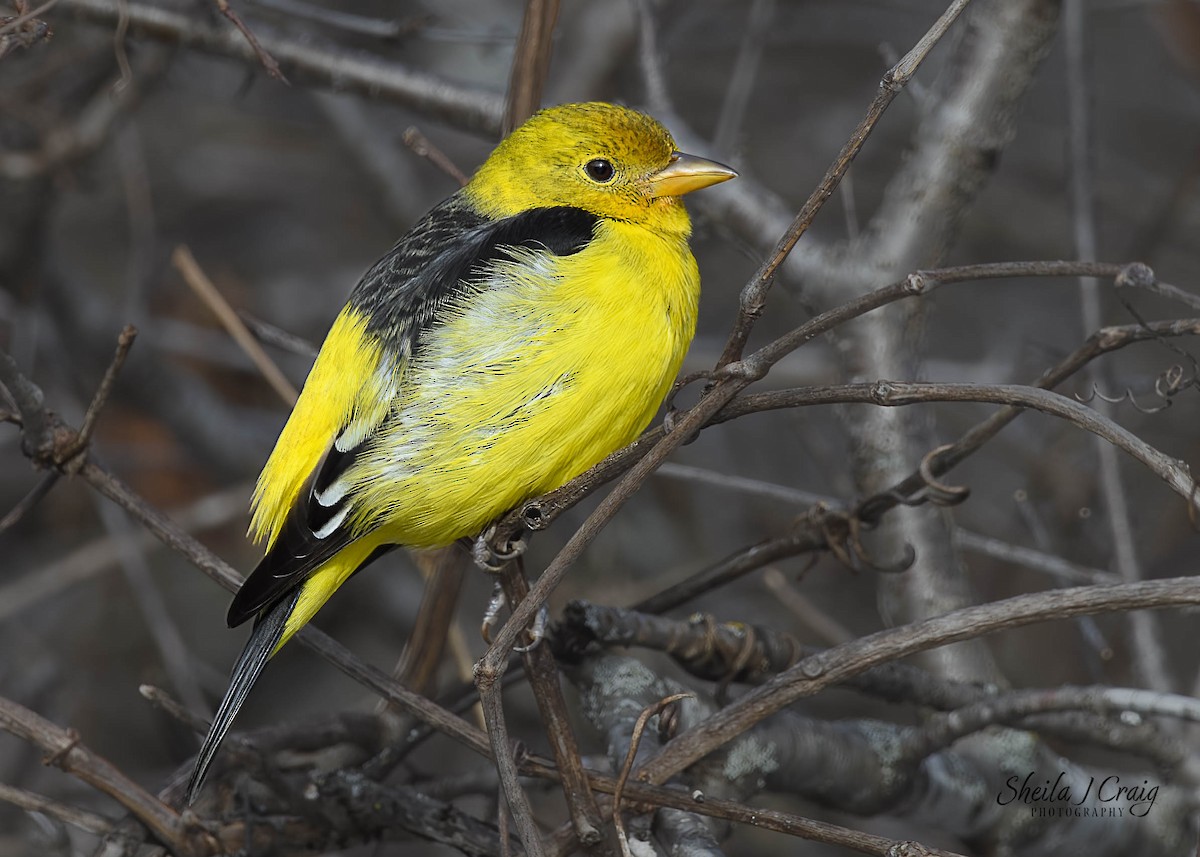 Western Tanager - ML622977801