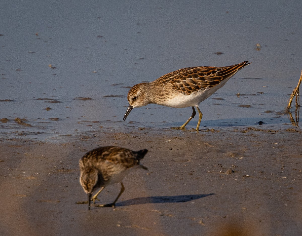 Least Sandpiper - ML622977804