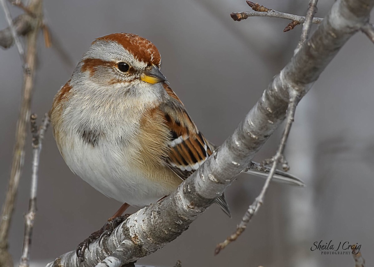 American Tree Sparrow - Sheila Craig